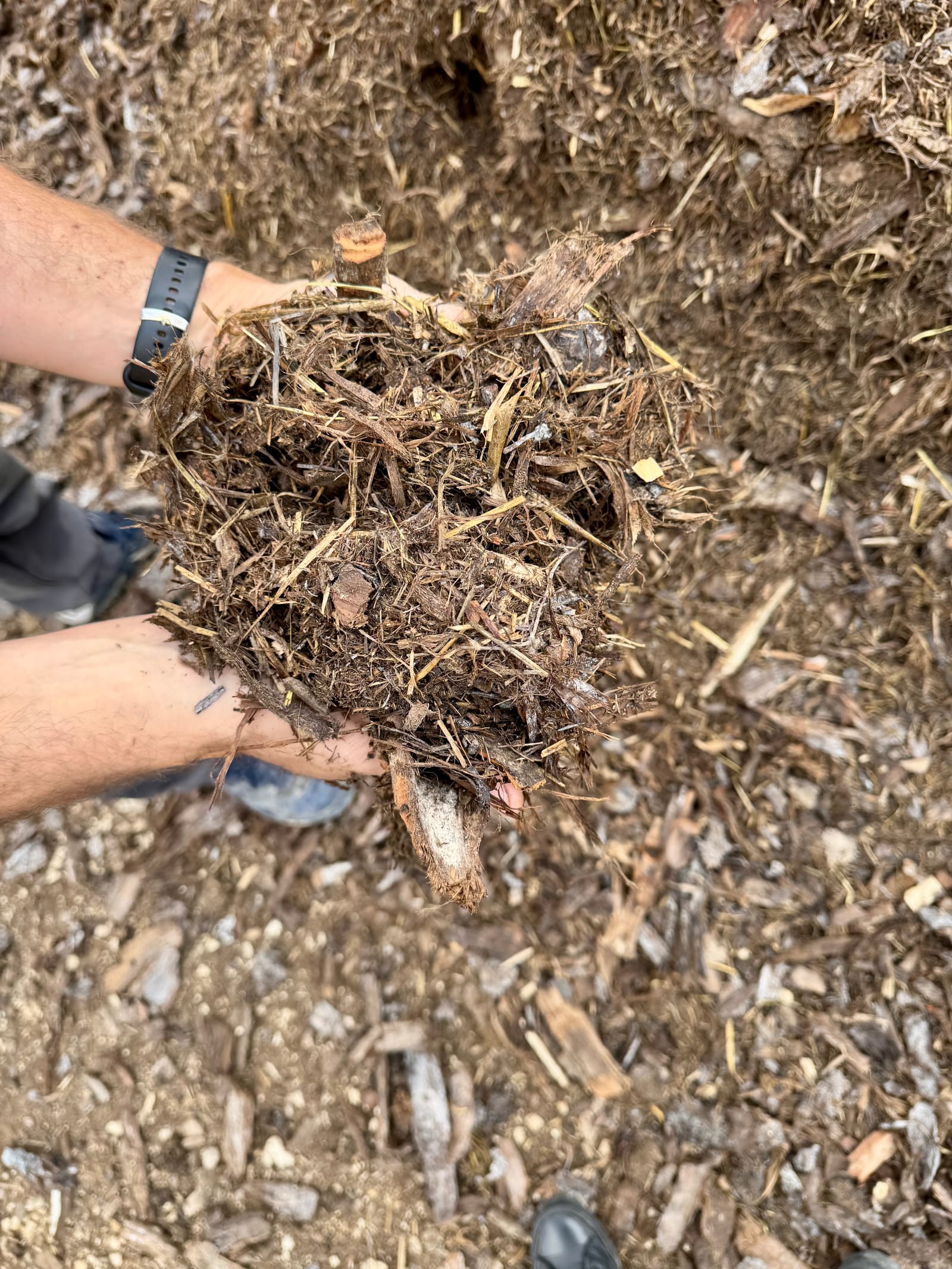Compost maison mûr et riche en humus tenu à la main, issu d'un mélange de fumier bovin et d'écorce