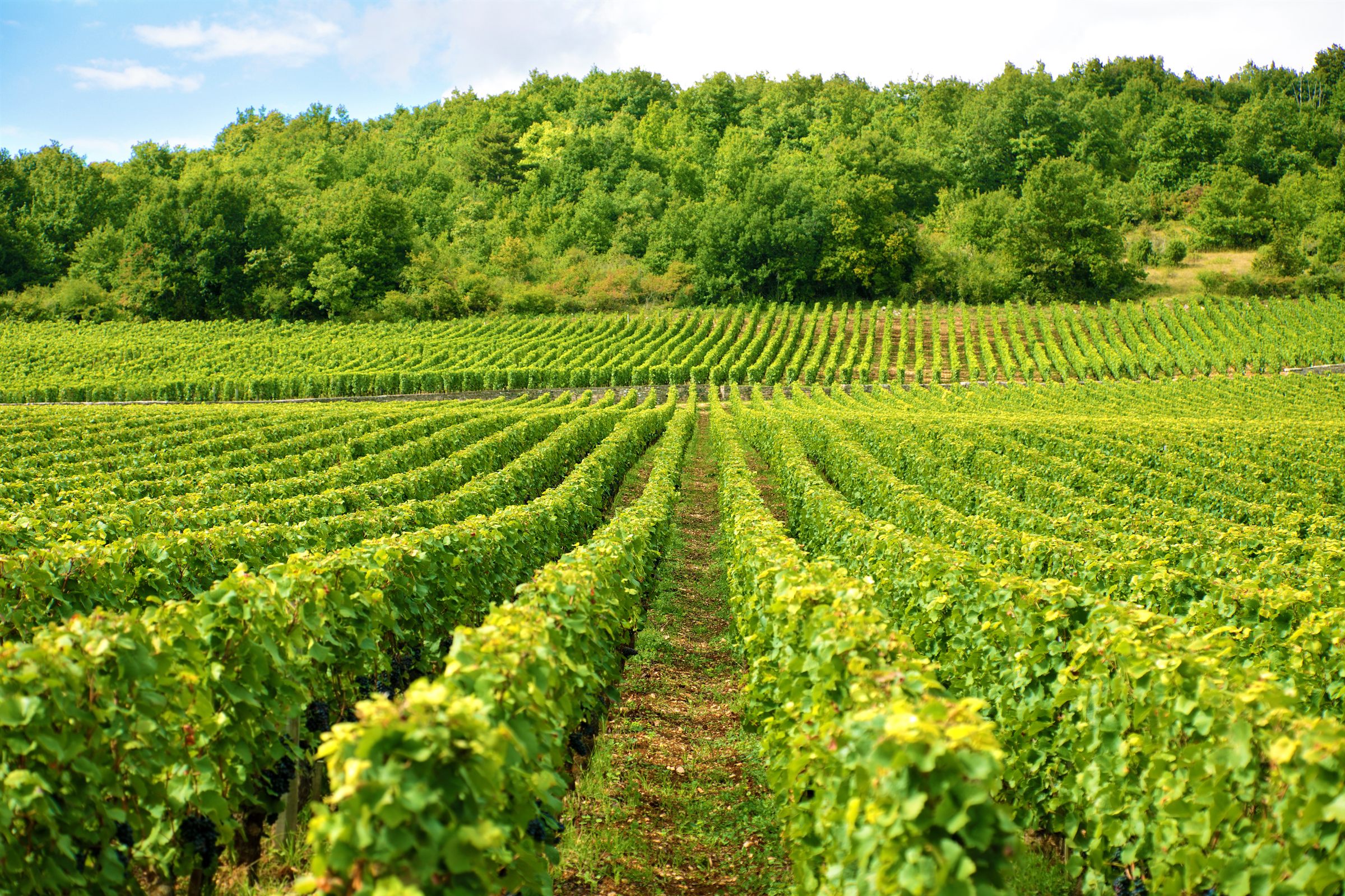 Vignes entretenues par l'équipe Tesson lors des travaux viticoles